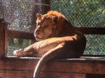 {{brizy_dc_image_alt entityId=