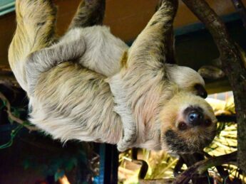 {{brizy_dc_image_alt entityId=