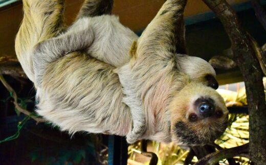 {{brizy_dc_image_alt entityId=