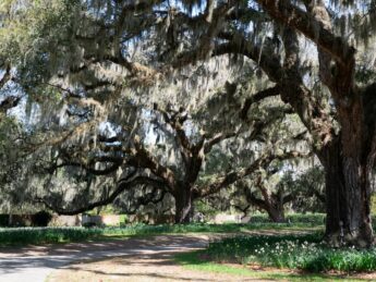 {{brizy_dc_image_alt entityId=